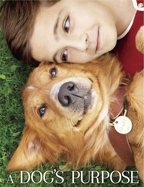 映画『僕のワンダフル・ライフ』あらすじ・キャスト・感想ネタバレ！